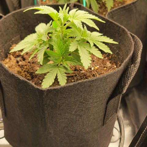 Shango church growlog photo: Mustard plug and Susan. Fan leaf 🍃 trial maybe 4 times now 🤔 