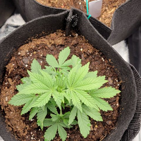 Shango church growlog photo: Mustard plug and Susan. Fan leaf 🍃 trial maybe 4 times now 🤔 