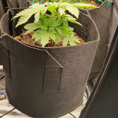 Shango church growlog photo: Mustard plug and Susan. Fan leaf 🍃 trial maybe 4 times now 🤔 