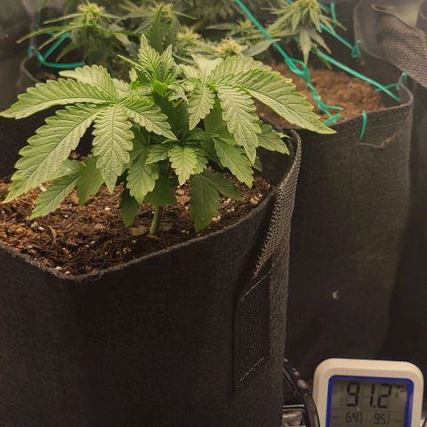 Shango church growlog photo: Mustard plug and Susan. Fan leaf 🍃 trial maybe 4 times now 🤔 