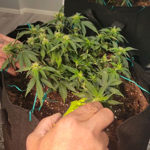 Chocolate mints og auto growlog photo: Choco and Doro trim 1/3ish still in veg