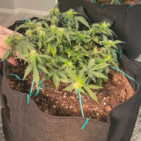 Chocolate mints og auto growlog photo: Choco and Doro trim 1/3ish still in veg