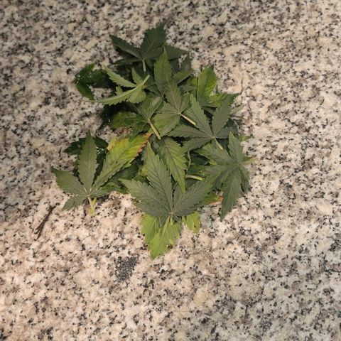 Chocolate mints og auto growlog photo: Choco and Doro trim 1/3ish still in veg