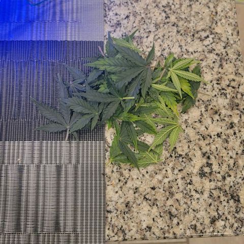 Chocolate mints og auto growlog photo: Choco and Doro trim 1/3ish still in veg
