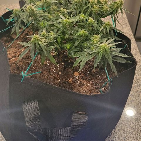 Chocolate mints og auto growlog photo: Choco and Doro trim 1/3ish still in veg