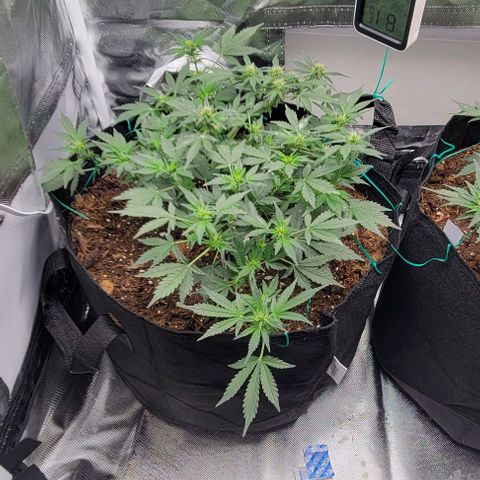 Chocolate mints og auto growlog photo: Choco and Doro trim 1/3ish still in veg