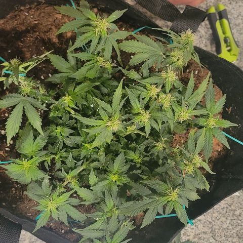 Chocolate mints og auto growlog photo: Choco and Doro trim 1/3ish still in veg