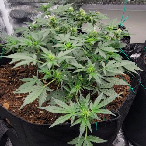 Chocolate mints og auto growlog photo: Choco and Doro trim 1/3ish still in veg