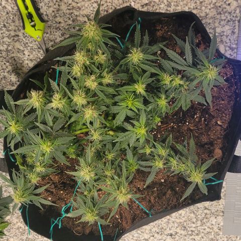 Chocolate mints og auto growlog photo: Choco and Doro trim 1/3ish still in veg