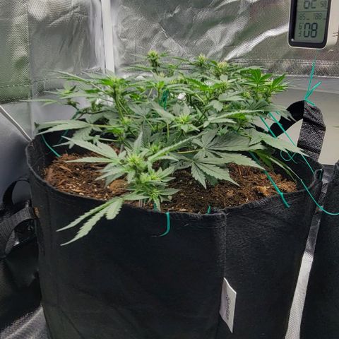 Chocolate mints og auto growlog photo: Lita and lope in flowering not much change really.....