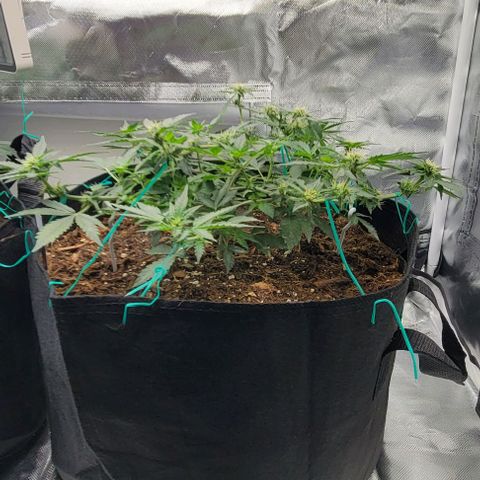 Chocolate mints og auto growlog photo: Lita and lope in flowering not much change really.....