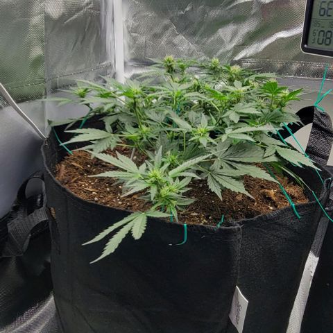 Chocolate mints og auto growlog photo: Lita and lope in flowering not much change really.....