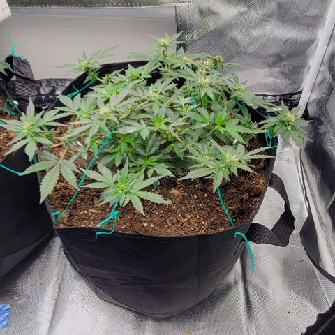Chocolate mints og auto growlog photo: Lita and lope in flowering not much change really.....