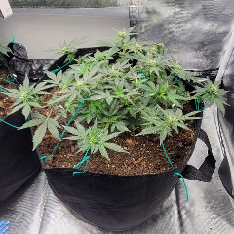Chocolate mints og auto growlog photo: Lita and lope in flowering not much change really.....