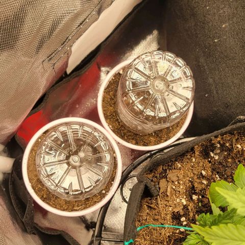 GREAT UNKNOWN  growlog photo: Solo cup and humidity dome