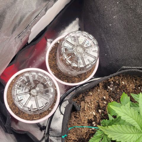 GREAT UNKNOWN  growlog photo: Solo cup and humidity dome