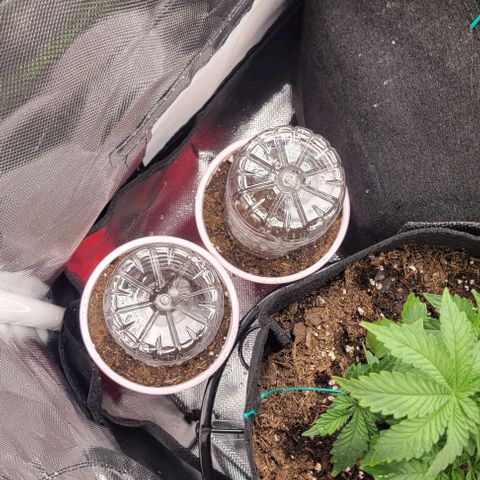 GREAT UNKNOWN  growlog photo: Solo cup and humidity dome