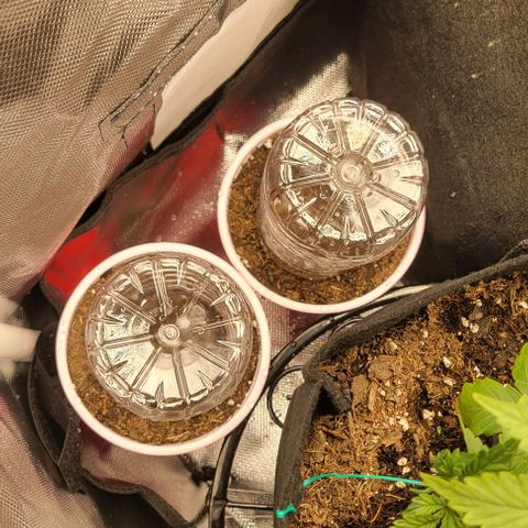 GREAT UNKNOWN  growlog photo: Solo cup and humidity dome