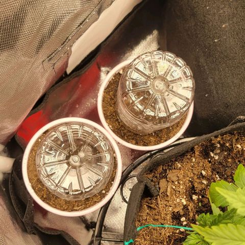 GREAT UNKNOWN  growlog timeline photo