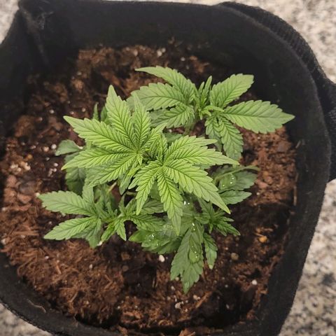 Shango church growlog photo: Mustard plug and Susan  fed and trimmed
