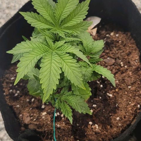 Shango church growlog photo: Mustard plug and Susan  fed and trimmed
