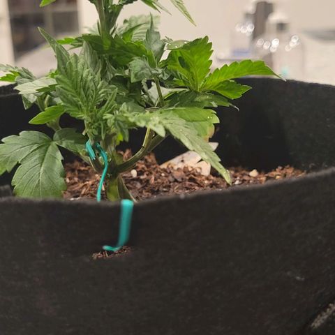 Shango church growlog photo: Mustard plug and Susan  fed and trimmed
