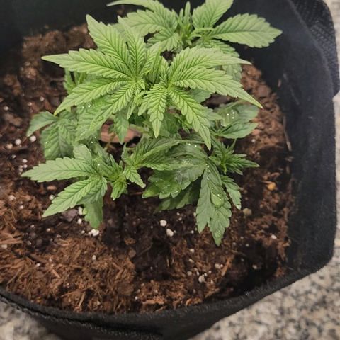 Shango church growlog photo: Mustard plug and Susan  fed and trimmed
