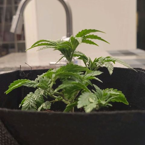 Shango church growlog photo: Mustard plug and Susan  fed and trimmed

