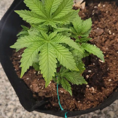 Shango church growlog photo: Mustard plug and Susan  fed and trimmed
