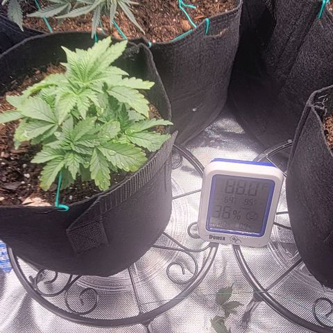 Chocolate mints og auto growlog photo: All 4 ladies look so different it blows my mind!