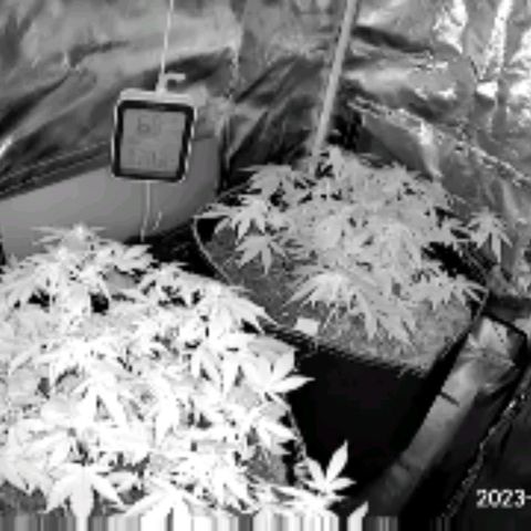 Chocolate mints og auto growlog photo: All 4 ladies look so different it blows my mind!
