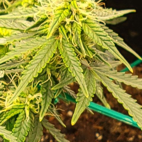 Chocolate mints og auto growlog photo: All 4 ladies look so different it blows my mind!