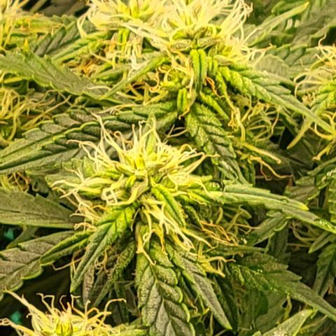 Chocolate mints og auto growlog photo: All 4 ladies look so different it blows my mind!
