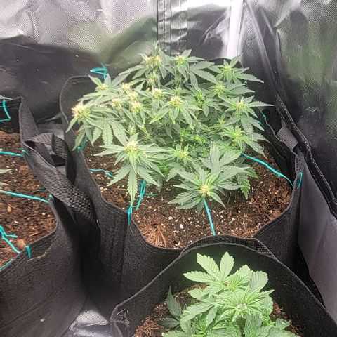 Chocolate mints og auto growlog photo: All 4 ladies look so different it blows my mind!
