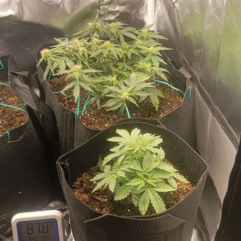 Chocolate mints og auto growlog photo: All 4 ladies look so different it blows my mind!