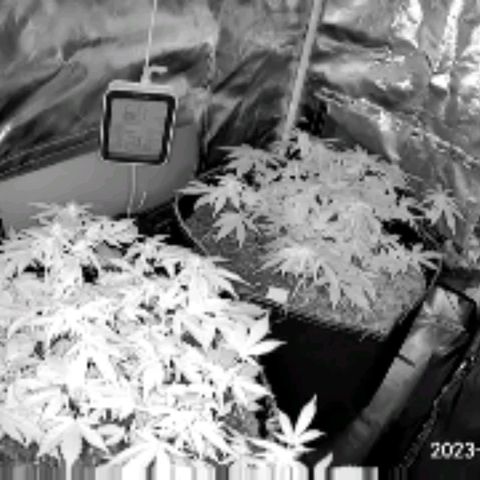 Chocolate mints og auto growlog photo: All 4 ladies look so different it blows my mind!