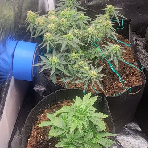 Chocolate mints og auto growlog photo: All 4 ladies look so different it blows my mind!