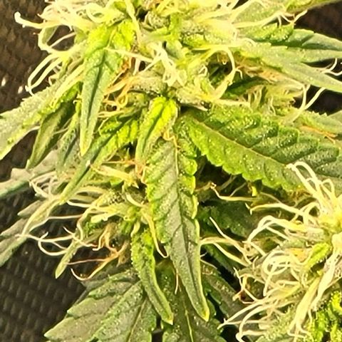 Chocolate mints og auto growlog photo: All 4 ladies look so different it blows my mind!