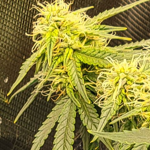 Chocolate mints og auto growlog photo: All 4 ladies look so different it blows my mind!