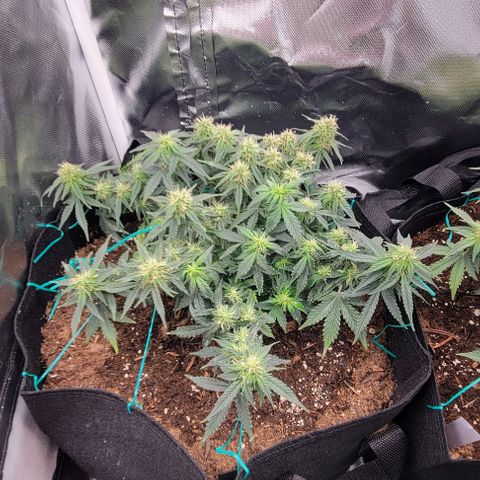Chocolate mints og auto growlog photo: Fuzzy wuzzy