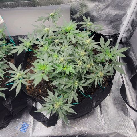 Chocolate mints og auto growlog photo: Fuzzy wuzzy