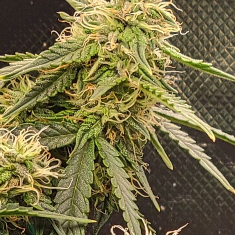 Chocolate mints og auto growlog photo: Fuzzy wuzzy