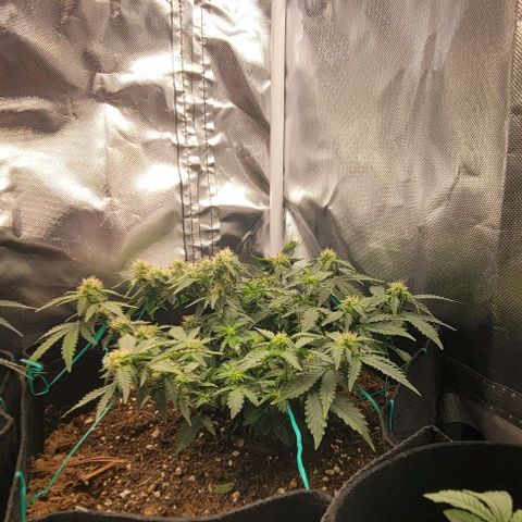 Chocolate mints og auto growlog photo: Fuzzy wuzzy