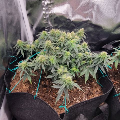 Chocolate mints og auto growlog photo: Fuzzy wuzzy