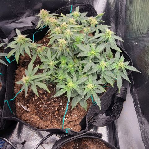Chocolate mints og auto growlog photo: Fuzzy wuzzy