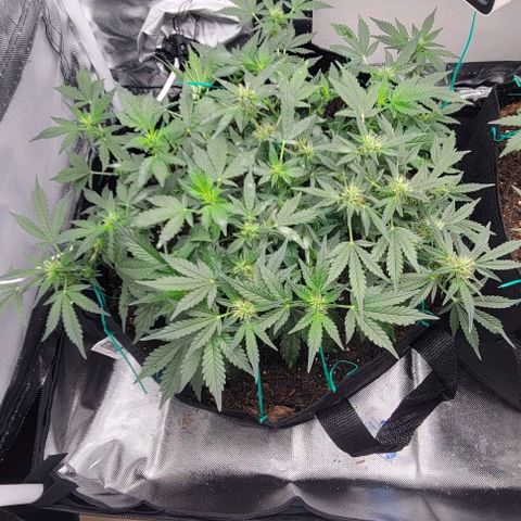 Chocolate mints og auto growlog photo: Fuzzy wuzzy