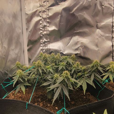 Chocolate mints og auto growlog photo: Fuzzy wuzzy