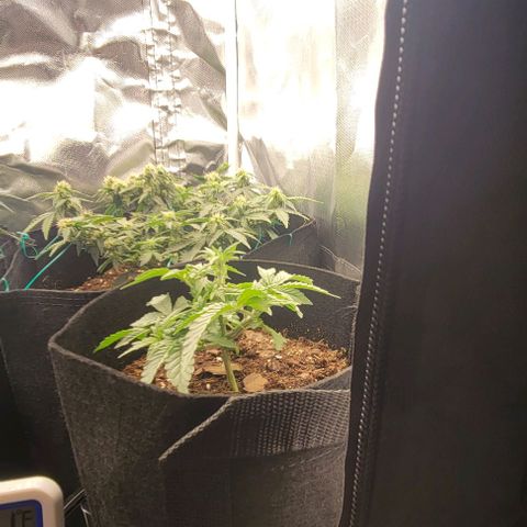 Shango church growlog photo: Just filling out my lil indica 