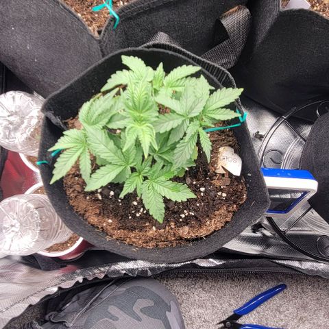 Shango church growlog photo: Just filling out my lil indica 