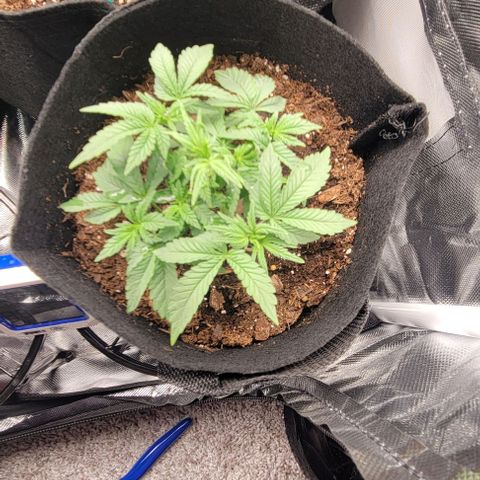 Shango church growlog photo: Just filling out my lil indica 